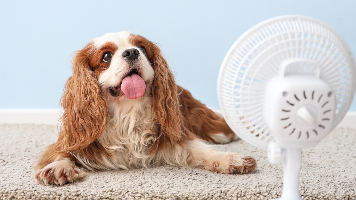 Cocker Spaniel devant un ventilateur sur fond bleu clair